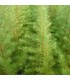 LARIX kaempferi / MELEZE DU JAPON