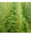 Larix Kaempferi Origine Forestière / Meleze Du Japon