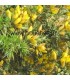ULEX euroapeus / GRAINE AJONC