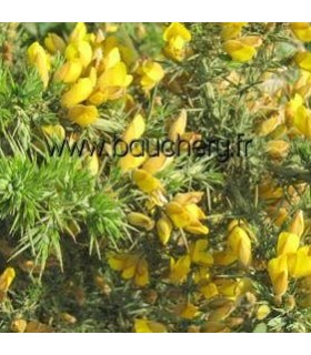 ULEX euroapeus / GRAINE AJONC