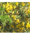 Ulex Euroapeus / Graine Ajonc