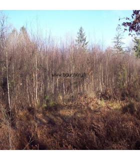 BETULA  pendula ou verrucosa / GRAINE BOULEAU BLANC