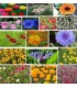 Jachère fleurie parcs et jardins Châteaux""