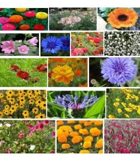 Jachère fleurie parcs et jardins Châteaux""