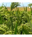 Millet