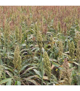 SORGHO GRAIN