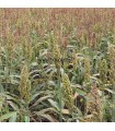 Sorgho Grain