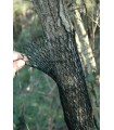 GAINE NORTENE EXTENSIBLE