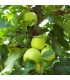 Pommier Golden Delicious