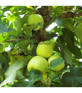 Pommier Golden Delicious