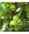 Pommier Golden Delicious