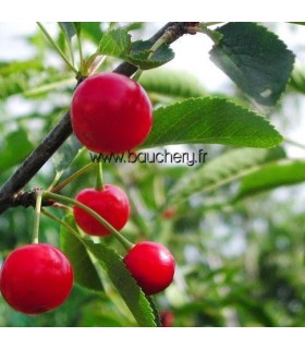 Griotte Montmorency courte queue