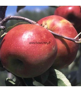 Pommier Melrose