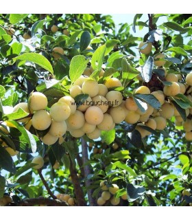 Prunier Mirabelle de Metz