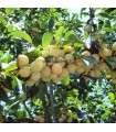 Prunier Mirabelle de Metz