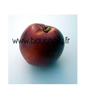 Brugnon jaune Nectared 6