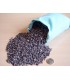 PINUS pinaster / GRAINE PIN MARITIME