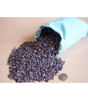 PINUS pinaster / GRAINE PIN MARITIME