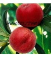 Brugnon Blanc Nectarose
