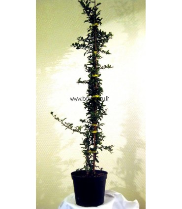 PYRACANTHA fruits orange / BUISSON ARDENT ORANGE