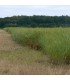 SWITCHGRASS
