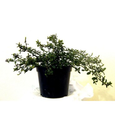 CEANOTHUS thyrsiflorus repens / CEANOTHE THYRSYFLORUS REPENS