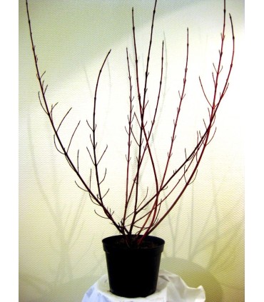 CORNUS alba Elegantissima /CORNOUILLER PANACHE