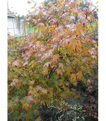 ACER palmatum / ERABLE PALMATUM VERT
