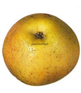 Pommier Reinette du Mans