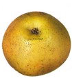 Pommier Reinette Du Mans