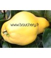 Cognassier Geant de Vranja