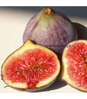 Figuier fruits rouges