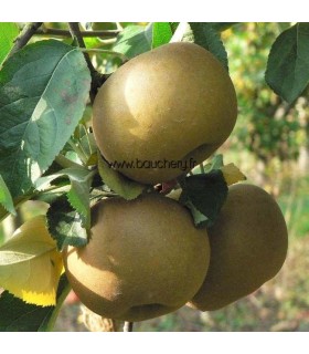Pommier Reinette Grise du Canada