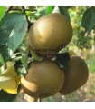 Pommier Reinette Grise Du Canada