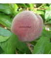 Pecher Sanguine