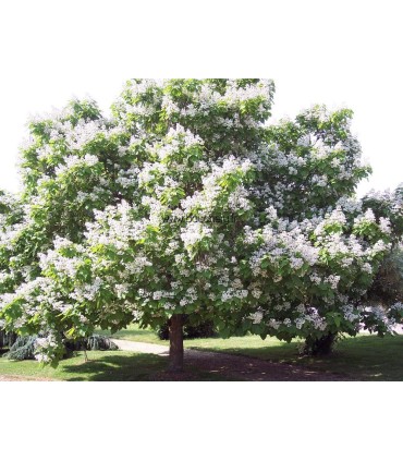 CATALPA bignonioides / CATALPA COMMUN