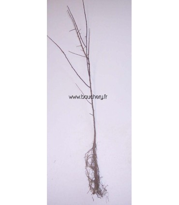 PRUNUS spinosa / EPINE NOIRE, PRUNELLIER