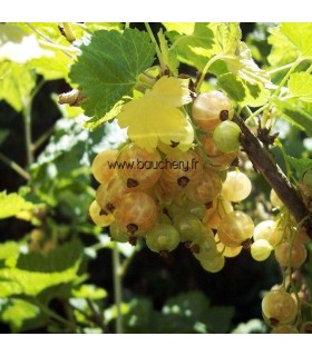 Groseillier à grappes - fruits blancs
