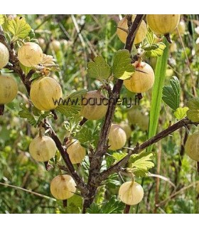 Groseillier à maquereaux - fruits blancs