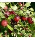Groseillier à maquereaux - fruits rouges