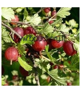 Groseillier à maquereaux - fruits rouges