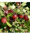 Groseillier à Maquereaux - Fruits Rouges