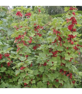 Groseillier à grappes - fruits rouges