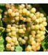 Vigne Chasselas de Fontainebleau - Raisin de table