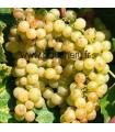 Vigne de Table Chasselas de Fontainebleau