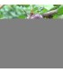 RIBES uva-crispa fruits rouges / GROSEILLIER A MAQUEREAUX FRUITS ROUGES