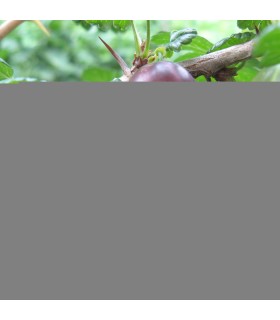 RIBES uva-crispa fruits rouges / GROSEILLIER A MAQUEREAUX FRUITS ROUGES