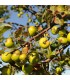 MALUS sylvestris - Pommier sauvage