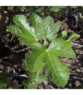 FIGUIER fruits noirs