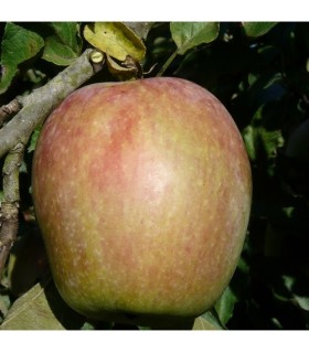 Pommier Bec d'oie